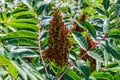 Smooth Sumac, Rhus glabra, Anacardiaceae Ã¢â¬â Cashew family